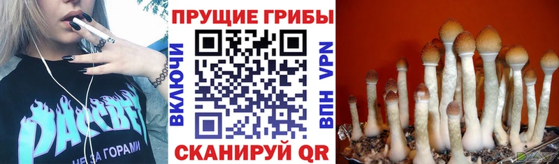 Псилоцибиновые грибы Psilocybine cubensis  нарко площадка наркотические препараты  Тайшет 